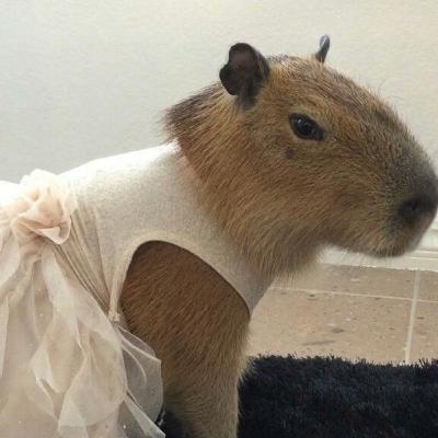 El terrorista de tus oídos