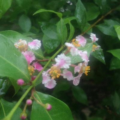 E1: Ayahuasca and the impact of spiritual tourism with Dr Hernando Echeverri