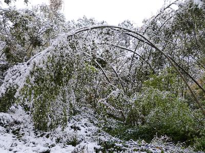 How plants react to weather stresses and a new petunia gets a ‘glowing’ review