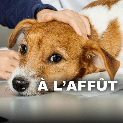 Comment les chiens attrapent la maladie d'aujesky?