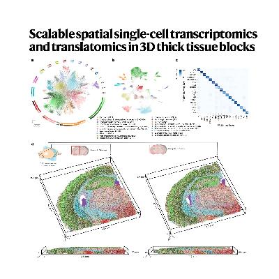 293-3D Deep-STARmap and Deep-RIBOmap in Thick Tissues 293-3D Deep-STARmap and Deep-RIBOmap in Thick Tissues