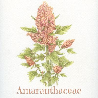 Atriplex hortensis (orach) with Frank Morton of Wild Garden Seed!