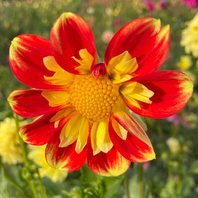 Wild Robot Escapes: Part 2 Wild Robot Escapes: Part 2