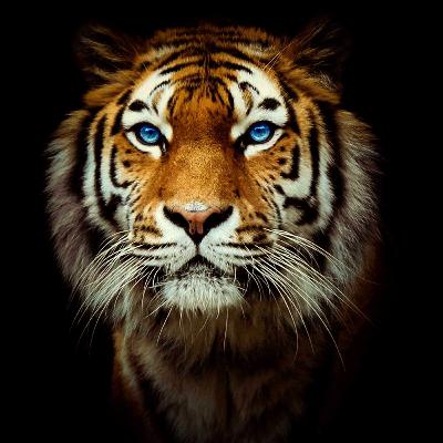 Tiger, Tiger where are you?