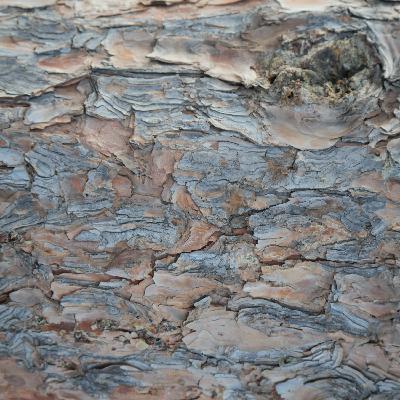 SP.听!东北小镇的春节声音碎片 SP.听!东北小镇的春节声音碎片