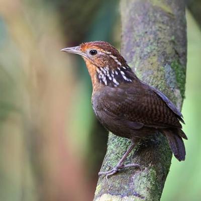 Musician wren (Uirapuru-verdadeiro) Musician wren (Uirapuru-verdadeiro)