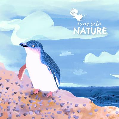 World’s Smallest Penguins and a Small Town