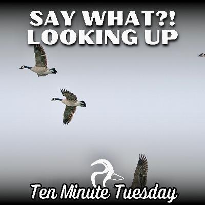 Say What?! Looking Up