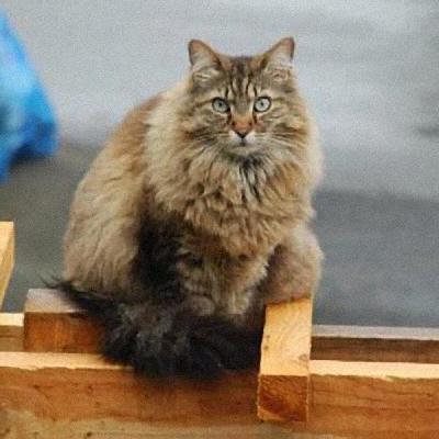 The cat came back? Missing cat returns