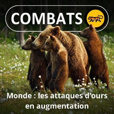 S05E28 Les attaques d'ours en augmentation dans le monde