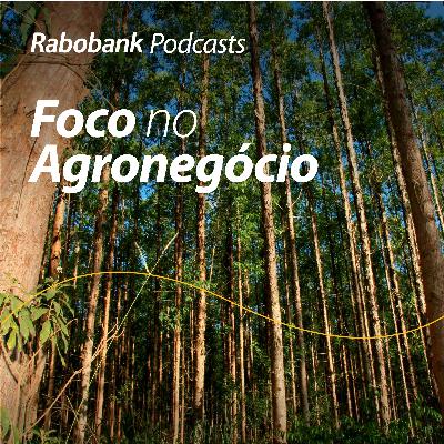 Foco no Agronegócio | Atualização Papel e Celulose 2025 – Segundo semestre