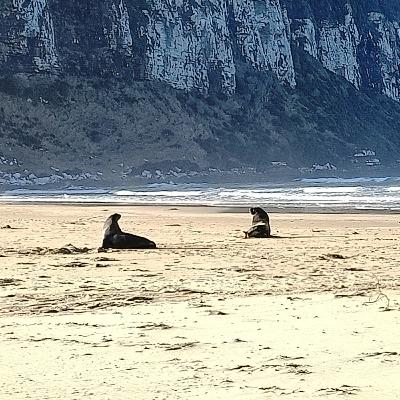 Through the Catlins by Campervan