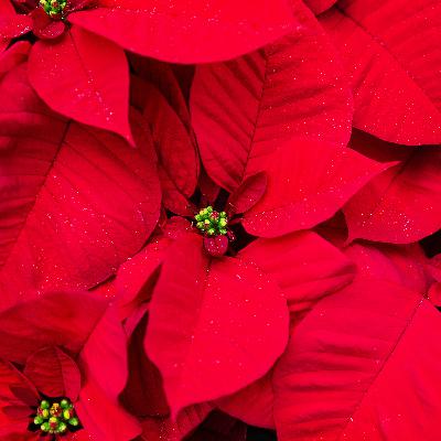 Protecting Evergreen Trees, How to Pick Out a Plant For a Gift, Christmas Cactus Concerns Protecting Evergreen Trees, How to Pick Out a Plant For a Gift, Christmas Cactus Concerns