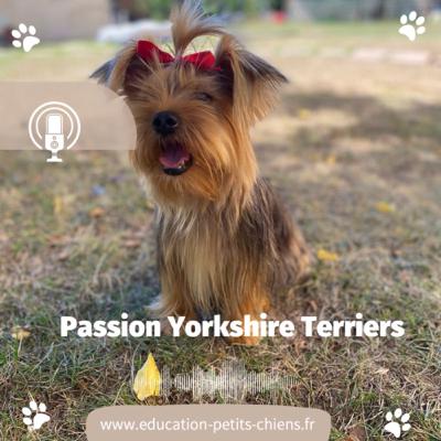 Passion Yorkshire : le blog d’Oscar, à l’école des chiots