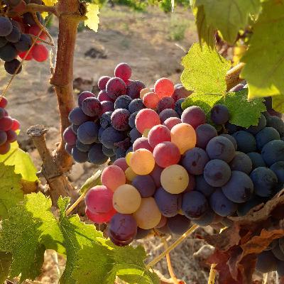 Va de vi – Raïms d'Alacant minoritaris, S03E04