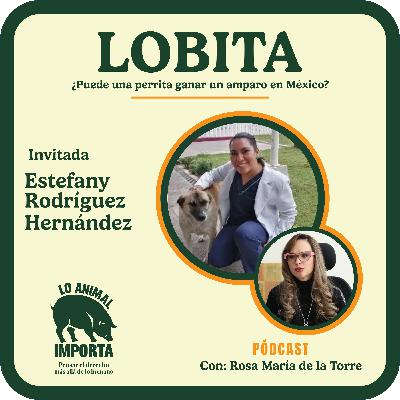 ¿Puede un perro ganar un juicio? Lobita: El Hito Jurídico de la Perrita Comunitaria en México ¿Puede un perro ganar un juicio? Lobita: El Hito Jurídico de la Perrita Comunitaria en México
