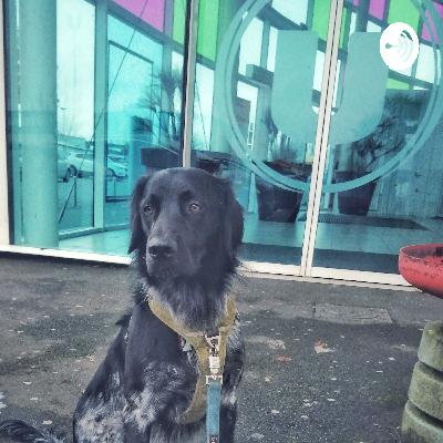 Éduquer et socialiser son chien c'est toute sa vie !