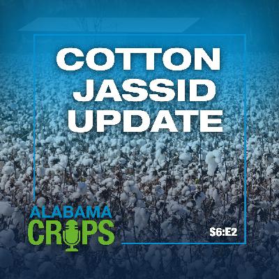 Season 6 Episode 2-Cotton Jassid Update