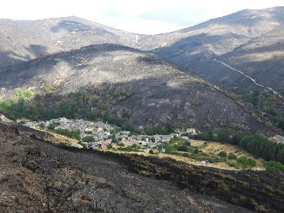 ¿Qué ha pasado después del fuego?: El proyecto de reforestación SoutoVivo ¿Qué ha pasado después del fuego?: El proyecto de reforestación SoutoVivo
