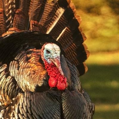 Du vet du er 40 ......igjen