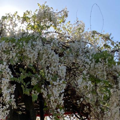 インタビュー_松浦茜_4.2023_GAMOYON Gallery