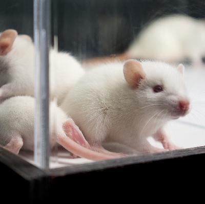 Reading 19: Ch 34 - Parental Visit, Ch 35 - Lab Rats
