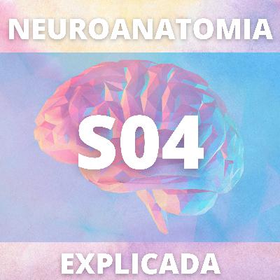 Visão geral medula, revestimento e vascularização do SNC
