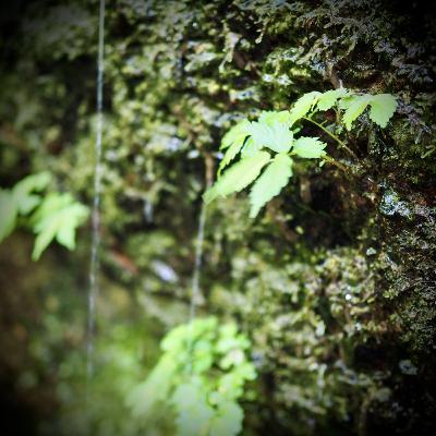 薄田淳介「若葉の雨」