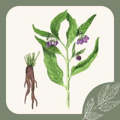 Herb Notes: Comfrey – Healing Bones, Sprains, & Soil