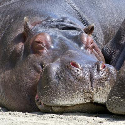 #1. Hippos have pink milk?!