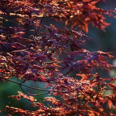 A.E. Housman - A Shropshire Lad 2: Loveliest of trees, the cherry now