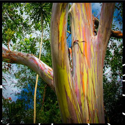 Prendre soin de vous est essentiel épi 7 Focus sur l'Eucalyptus avec Anne Merry