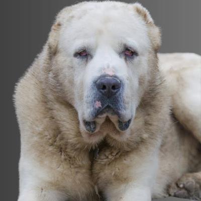 Central Asian Shepherd - Ekaterina R. Rekowski (part 2) Central Asian Shepherd - Ekaterina R. Rekowski (part 2)