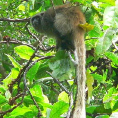 188 Una, Brazil - Search for Temminck's Seedeater 188 Una, Brazil - Search for Temminck's Seedeater