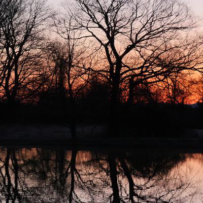 Beaver Pond at Dawn