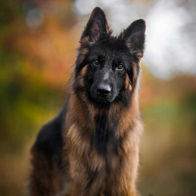 103. Why Rescue Dogs Are Not For Everyone