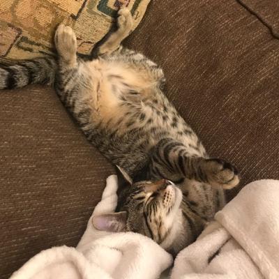 Interview with MJ Robertson about pets Interview with MJ Robertson about pets