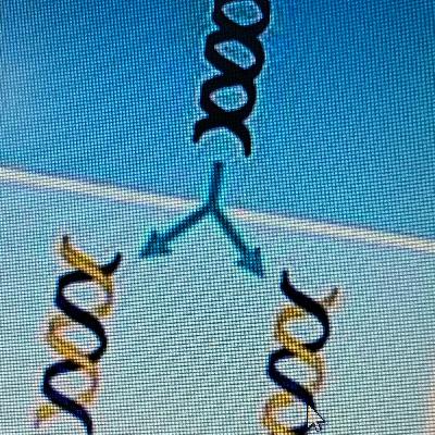 הכפלה חצי שמרנית