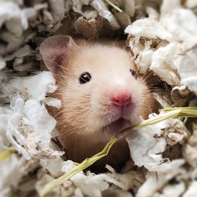 Hamsters