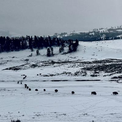 This Week in Yellowstone: January 29th to February 4th, 2026