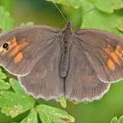 Naturefile - Meadow brown & ringlet butterflies