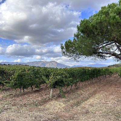 Les vins de Corse - rencontre au sommet