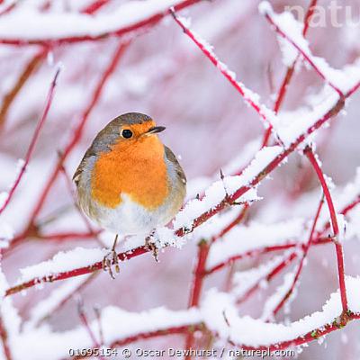Episode 77: Green Shoots 8 - Surviving the Winter