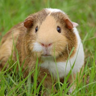 Cavy Communiques