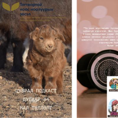 Мал төллөлт