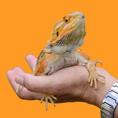 #TaPublicado [EP09] :: Manejo e estresse em pogonas