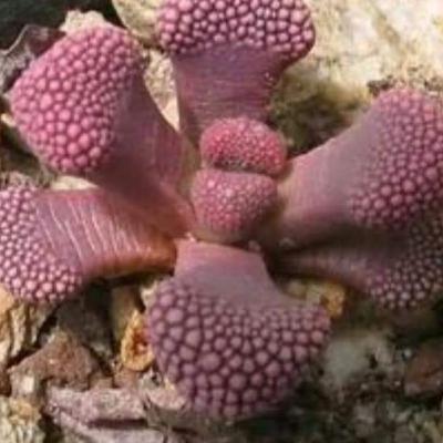 Brillante como el sol