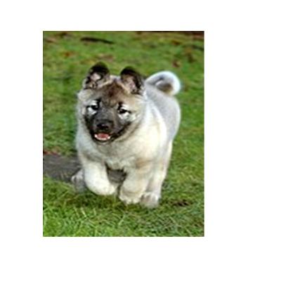 Rolf, an Elkhound of Norway