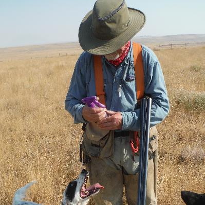 Pro guide insights on bagging late-season pheasants from habitat to habits