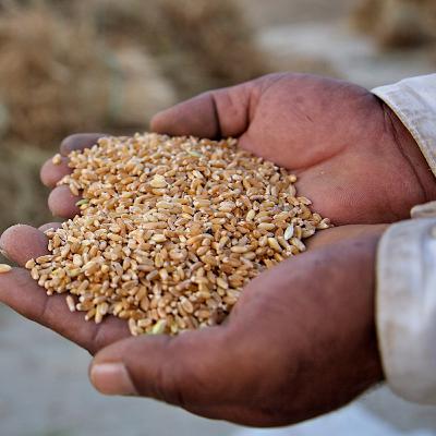 Tuesdays with Vic - Food supply and the future of humanity